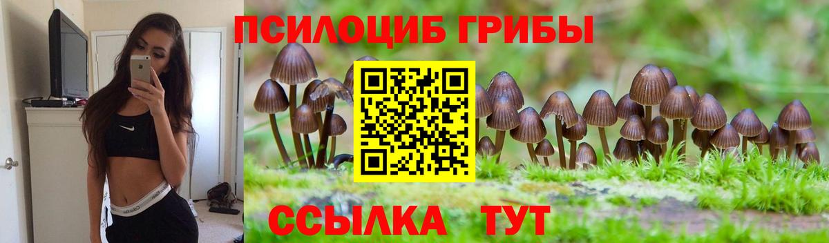 Галлюциногенные грибы Psilocybine cubensis Минусинск